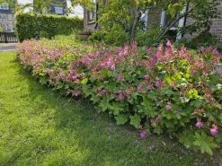 La Green Touch - Géranium vivace macrorrhizum x12 – entre 0,75 et 1m2 Discount