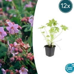 La Green Touch - Géranium vivace macrorrhizum x12 – entre 0,75 et 1m2 Discount