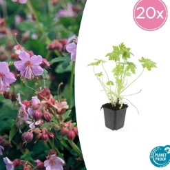 La Green Touch - Géranium vivace macrorrhizum x12 – entre 0,75 et 1m2 Discount