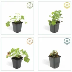 La Green Touch Plantes Vivaces | - Géranium vivace 'tiny monster' x20 – entre 1,25 et 1,67m2