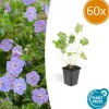 La Green Touch - Géranium vivace 'rozanne' x60 – entre 3,75 et 5m2 Sale