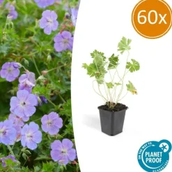 La Green Touch - Géranium vivace 'rozanne' x60 – entre 3,75 et 5m2 Sale