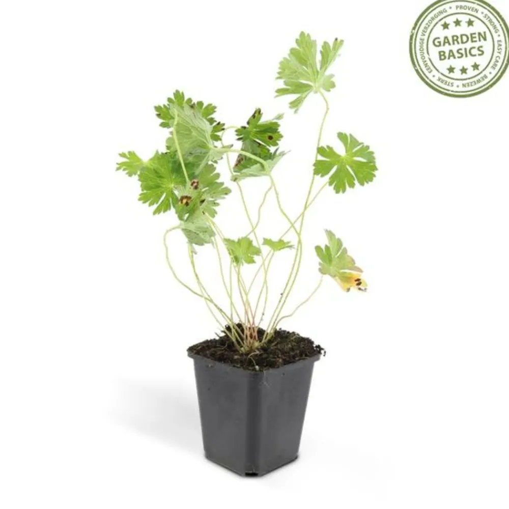 La Green Touch - Géranium vivace 'rozanne' x60 – entre 3,75 et 5m2 Sale