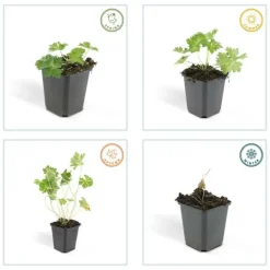 La Green Touch - Géranium vivace 'rozanne' x60 – entre 3,75 et 5m2 Sale