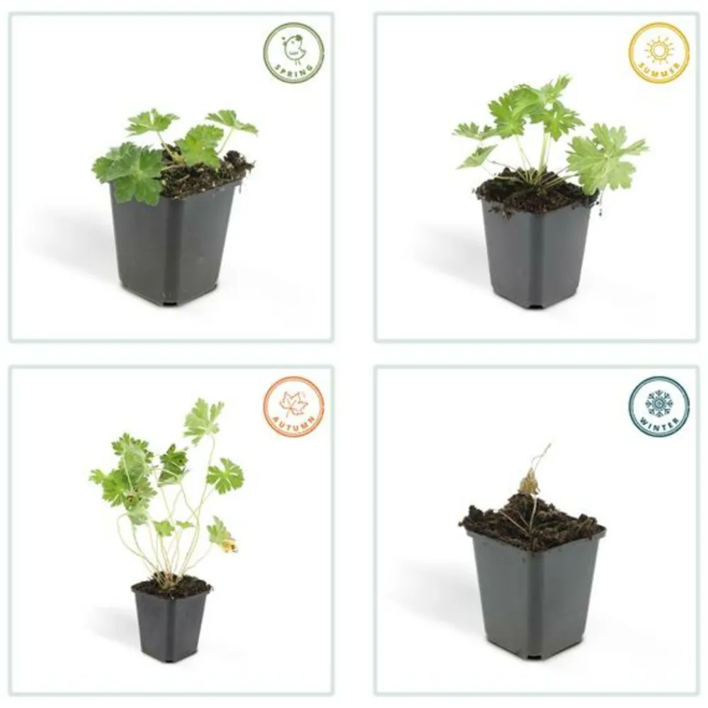 La Green Touch - Géranium vivace 'rozanne' x60 – entre 3,75 et 5m2 Sale