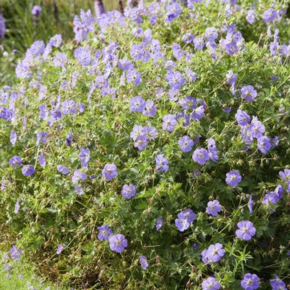 La Green Touch - Géranium vivace 'rozanne' x60 – entre 3,75 et 5m2 Sale