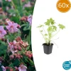 La Green Touch - Géranium vivace macrorrhizum x60 – entre 3,75 et 5m2 Best