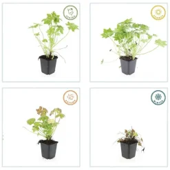 La Green Touch Plantes Vivaces | - Géranium vivace macrorrhizum x40 – entre 2,5 et 3,33m2