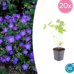 La Green Touch Plantes Vivaces | - Géranium vivace 'johnson's blue' x20 – entre 1,25 et 1,67m2