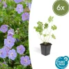 La Green Touch - Géranium vivace 'rozanne' x6 – entre 0,38 et 0,5m2 Sale
