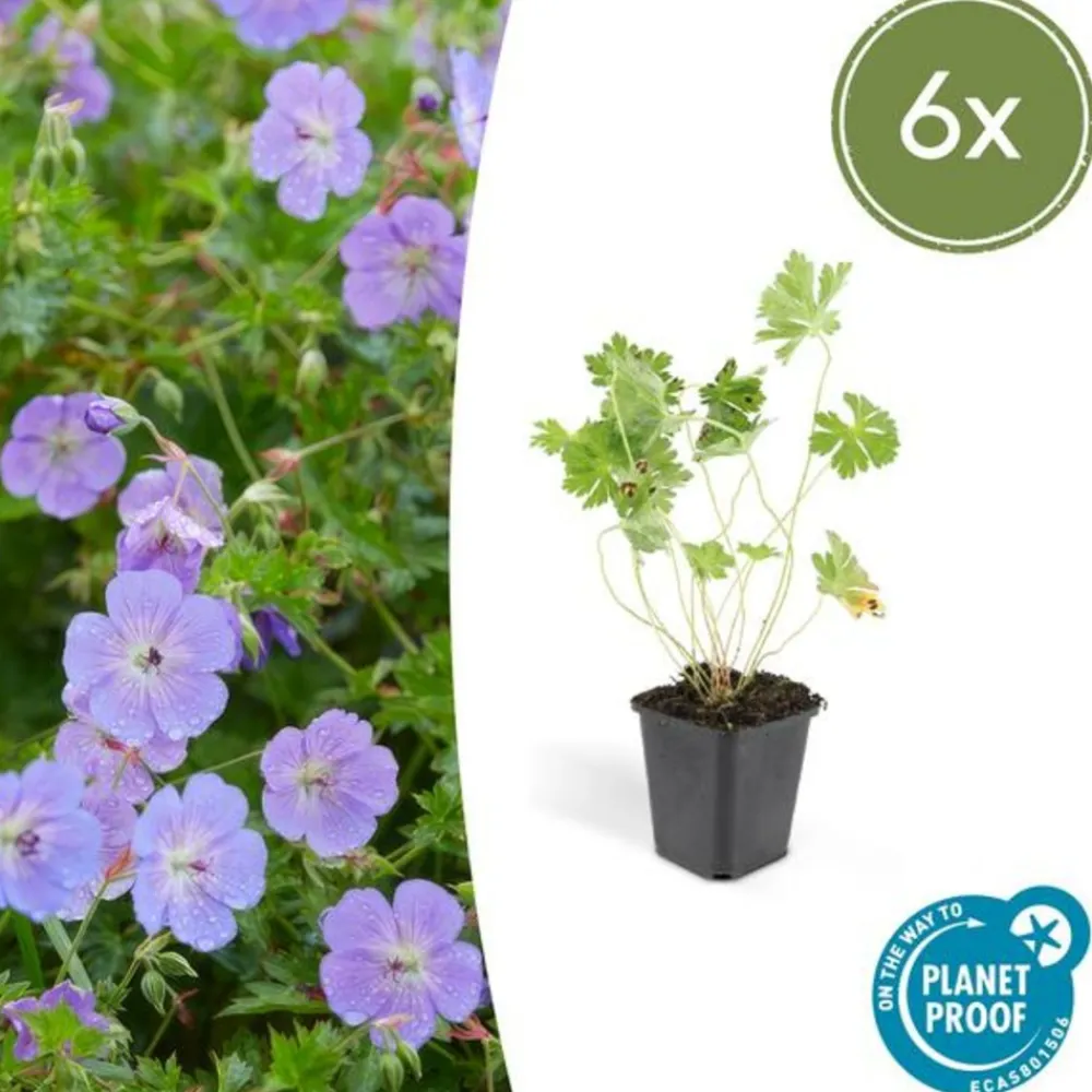 La Green Touch - Géranium vivace 'rozanne' x6 – entre 0,38 et 0,5m2 Sale