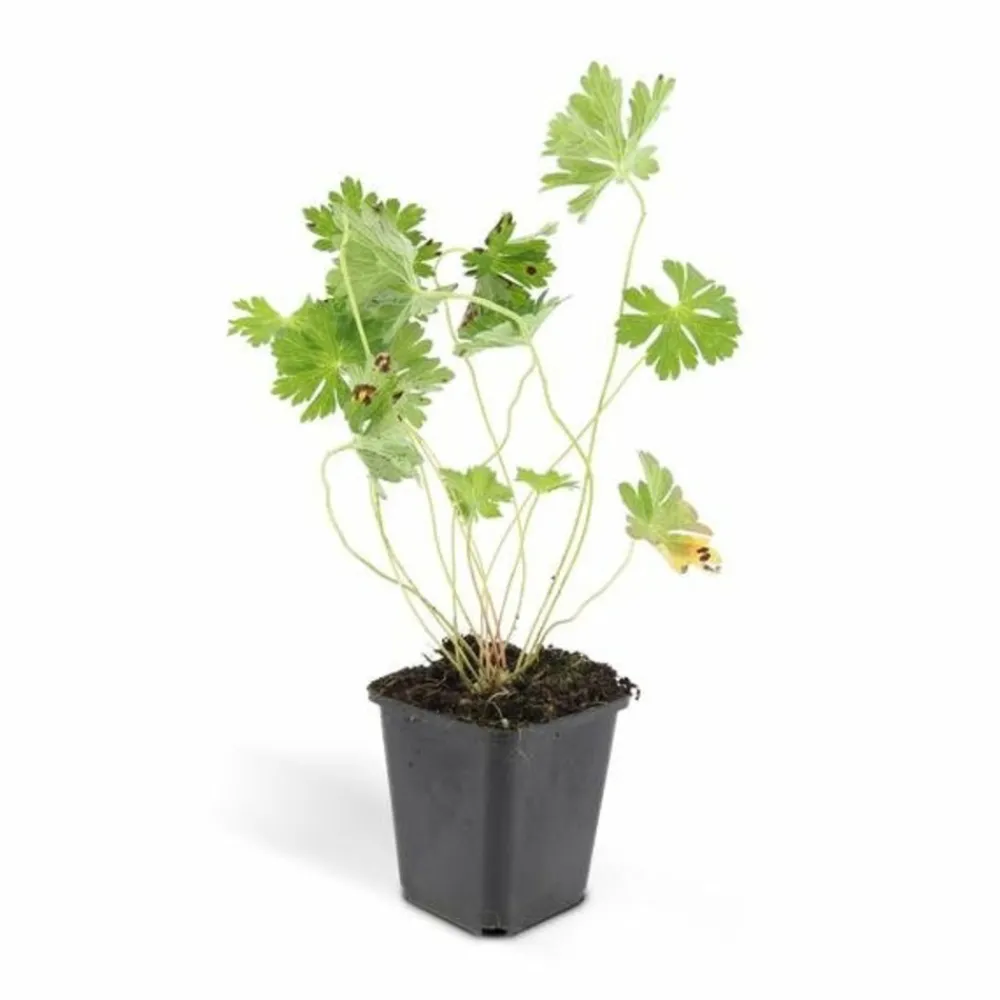 La Green Touch - Géranium vivace 'rozanne' x6 – entre 0,38 et 0,5m2 Sale