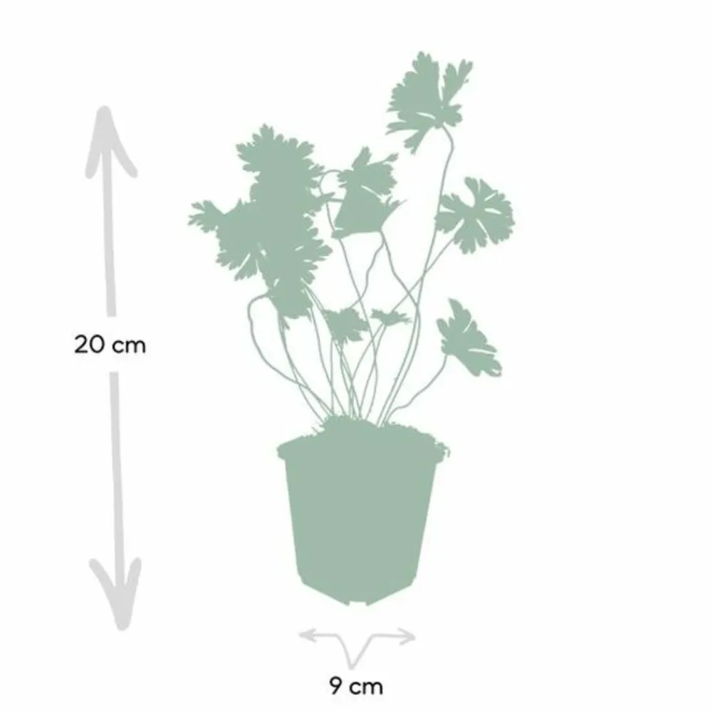 La Green Touch - Géranium vivace 'rozanne' x6 – entre 0,38 et 0,5m2 Sale