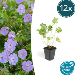 La Green Touch - Géranium vivace 'rozanne' x6 – entre 0,38 et 0,5m2 Sale