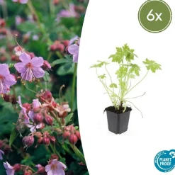 La Green Touch Plantes Vivaces | - Géranium vivace macrorrhizum x6 – entre 0,38 et 0,5m2