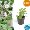 La Green Touch - Géranium vivace 'biokovo' x60 – entre 3,75 et 5m2 Best