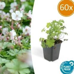 La Green Touch - Géranium vivace 'biokovo' x60 – entre 3,75 et 5m2 Best