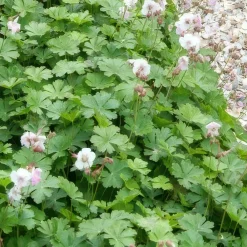 La Green Touch - Géranium vivace 'biokovo' x60 – entre 3,75 et 5m2 Best