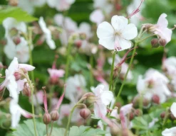 La Green Touch - Géranium vivace 'biokovo' x60 – entre 3,75 et 5m2 Best