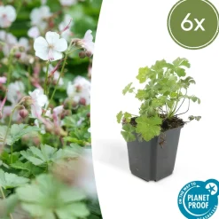 La Green Touch Plantes Vivaces | - Géranium vivace 'biokovo' x6 – entre 0,38 et 0,5m2