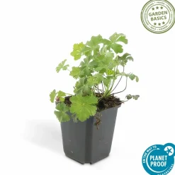 La Green Touch Plantes Vivaces | - Géranium vivace 'biokovo' x6 – entre 0,38 et 0,5m2