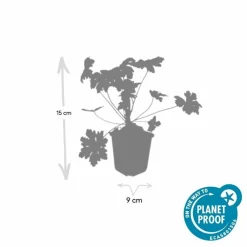 La Green Touch - Géranium vivace 'ingwersen's variety' x12 – entre 0,75 et 1m2 Online