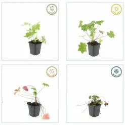 La Green Touch - Géranium vivace 'ingwersen's variety' x12 – entre 0,75 et 1m2 Online