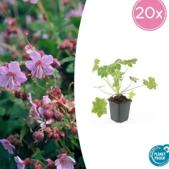 La Green Touch - Géranium vivace 'ingwersen's variety' x12 – entre 0,75 et 1m2 Online