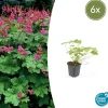 La Green Touch - Géranium vivace 'czakor' x6 – entre 0,38 et 0,5m2 Online