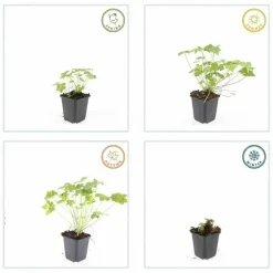 La Green Touch - Géranium vivace 'czakor' x6 – entre 0,38 et 0,5m2 Online