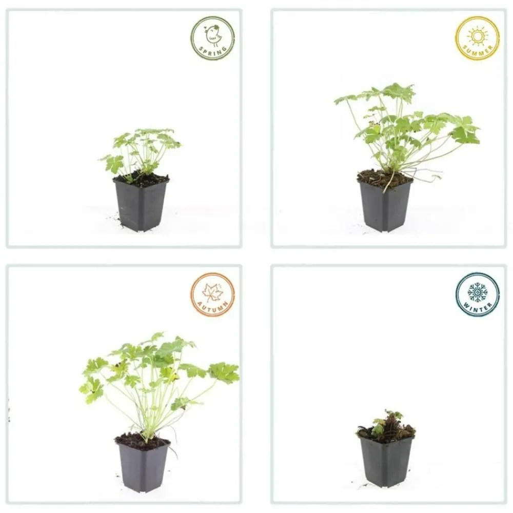 La Green Touch - Géranium vivace 'czakor' x6 – entre 0,38 et 0,5m2 Online