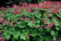 La Green Touch - Géranium vivace 'czakor' x6 – entre 0,38 et 0,5m2 Online