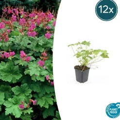 La Green Touch - Géranium vivace 'czakor' x6 – entre 0,38 et 0,5m2 Online