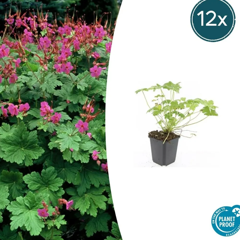 La Green Touch - Géranium vivace 'czakor' x6 – entre 0,38 et 0,5m2 Online