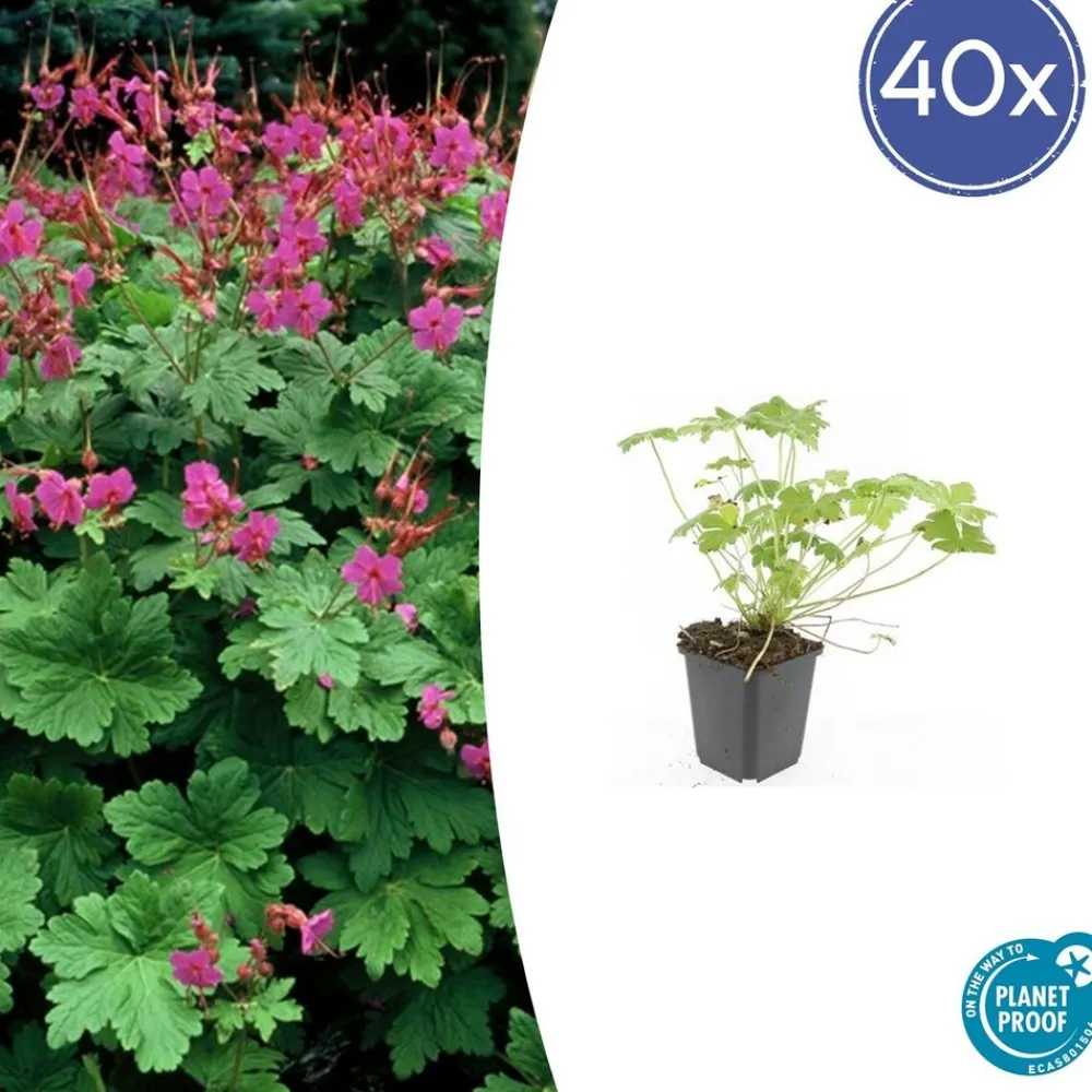 La Green Touch - Géranium vivace 'czakor' x6 – entre 0,38 et 0,5m2 Online