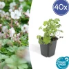 La Green Touch - Géranium vivace 'biokovo' x40 – entre 2,5 et 3,33m2 Hot