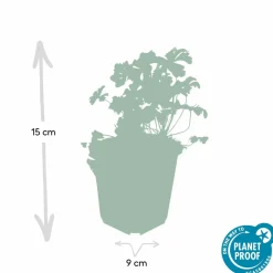 La Green Touch - Géranium vivace 'biokovo' x40 – entre 2,5 et 3,33m2 Hot