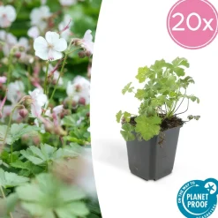 La Green Touch - Géranium vivace 'biokovo' x40 – entre 2,5 et 3,33m2 Hot