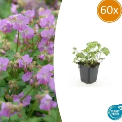 La Green Touch Plantes Vivaces | - Géranium vivace 'cambridge' x6 – entre 0,38 et 0,5m2