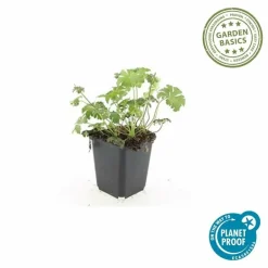 La Green Touch Plantes Vivaces | - Géranium vivace 'cambridge' x6 – entre 0,38 et 0,5m2
