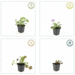 La Green Touch - Géranium vivace 'cambridge' x60 – entre 3,75 et 5m2 Discount