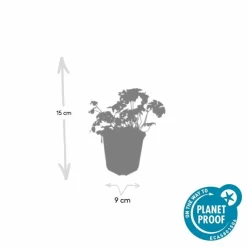 La Green Touch - Géranium vivace 'cambridge' x60 – entre 3,75 et 5m2 Discount