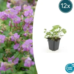 La Green Touch - Géranium vivace 'cambridge' x60 – entre 3,75 et 5m2 Discount
