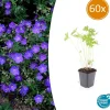 La Green Touch - Géranium vivace 'johnson's blue' x60 – entre 3,75 et 5m2 Online