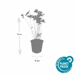 La Green Touch Plantes Vivaces | - Géranium vivace 'cambridge' x12 – entre 0,75 et 1m2