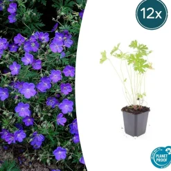 La Green Touch - Géranium vivace 'johnson's blue' x60 – entre 3,75 et 5m2 Online