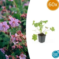 La Green Touch Plantes Vivaces | - Géranium vivace 'ingwersen's variety' x60 – entre 3,75 et 5m2
