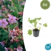 La Green Touch - Géranium vivace 'ingwersen's variety' x6 – entre 0,38 et 0,5m2 Sale