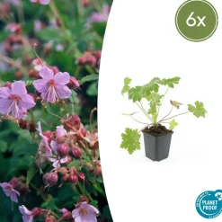 La Green Touch Plantes Vivaces | - Géranium vivace 'spessart' x40 – entre 2,5 et 3,33m2