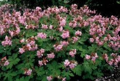 La Green Touch - Géranium vivace 'ingwersen's variety' x6 – entre 0,38 et 0,5m2 Sale
